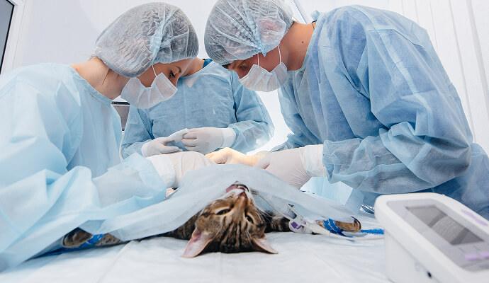 Surgeons working on pet patient.