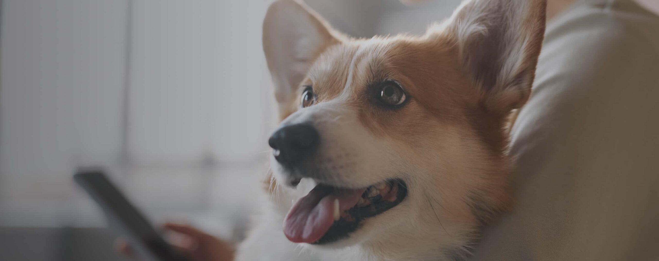 Resources for Seamless Pet Care