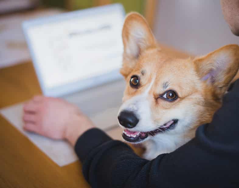 Corgi smiles at camera.